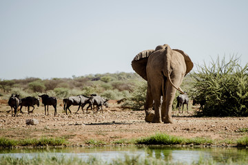 Obraz premium Afrikanischer Elefant