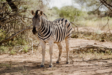 Zebra, Safari