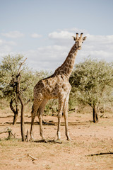 Giraffe, Namibia, Afrika
