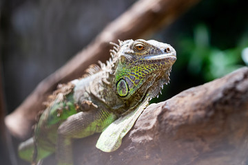 Green iguana on the tree