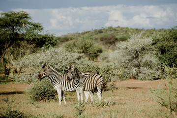Fototapeta na wymiar Zebras, Safari
