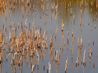 reeds in the water