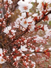 Sakura flowers Japan blooms garden tree branch spring