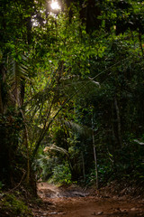 path in the forest 12