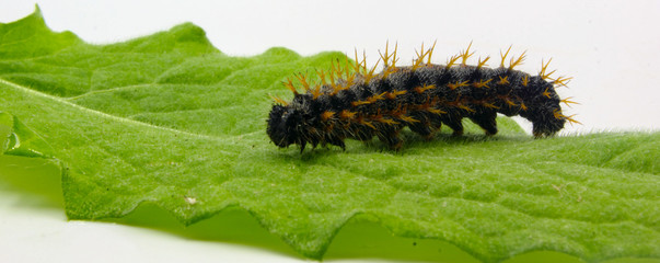 closeup of large spiky hairy Caterpillar on a green leaf isolated on white background