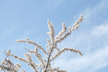 Weisse Kirschblüten auf  Baumzweigen, Blauer Himmel