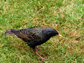 A starling (Sturnus vulgaris) with a grub in its beak that it had just plucked from the garden