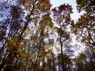 Obraz premium In the landscape photo, Forests are considered the most difficult subjects to photograph. a little observation to find interesting and poetic scenes.