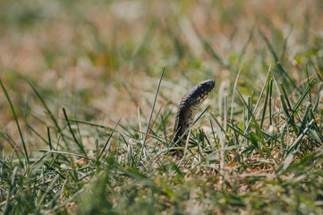 Snake hiding in the grass