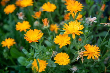yellow flowers in the garden