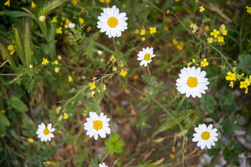daisies in the grass