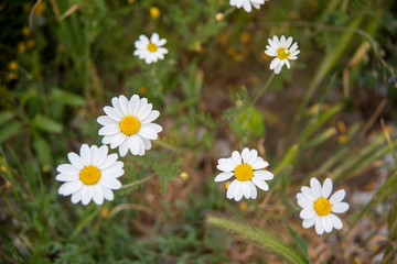 Fototapeta premium daisies in a field