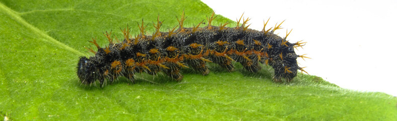 closeup of large spiky hairy Caterpillar on a green leaf isolated on white background