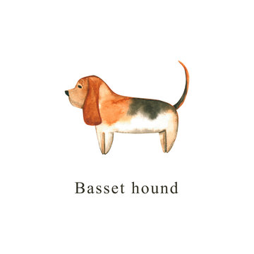 Watercolor dog. Hand drawn illustration is isolated on white. Painted basset hound is perfect for animal design, pet shop, veterinary clinic, fabric textile, baby print, interior poster, wallpaper