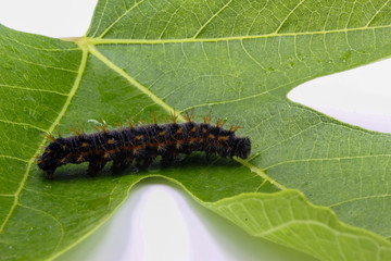 closeup of large spiky hairy Caterpillar on a green leaf isolated on white background