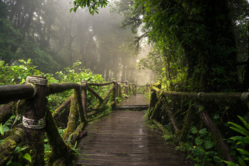 The scenery of the wooden route in Ang Ka Nature Trail with the mist after raining in Chiang Mai province, Thailand.