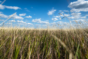 Rural landscape with rustic homes, fields of wheat, sheafs and river