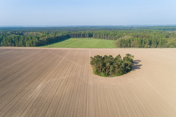 Fototapeta na wymiar Feldgehölz in Mitten von einem großen Acker, Deutschland