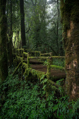 The scenery of the wooden route in Ang Ka Nature Trail with the mist after raining in Chiang Mai province, Thailand.