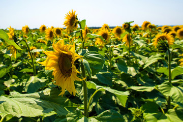 Sunflowers in a village field in center of Russia