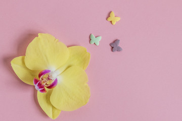 Fototapeta na wymiar Multicolored butterflies-pastry sprinkles, fly out of the flower of a yellow Orchid. Spring concept