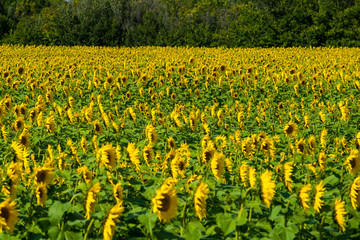 Fototapeta premium Sunflowers in a village field in center of Russia