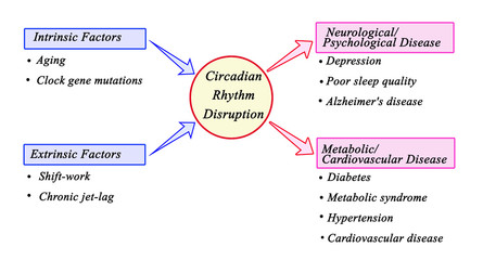 Circadian  Rhythm Disruption: Causes and consequences