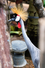 Soft focus on tropical trees and cacti in the background and a close-up of a busted up Grey crowned crane