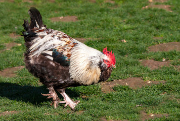 Coq Faverolles français en gros plan