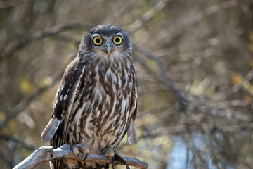 the barking owl is perched in a bush