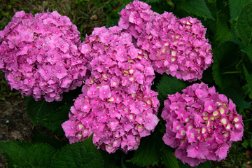 Hortensien (Hydrangea)