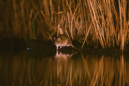Nocturnal image of a rat drinking water from a lake.