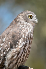 this is a close up of a barking owl