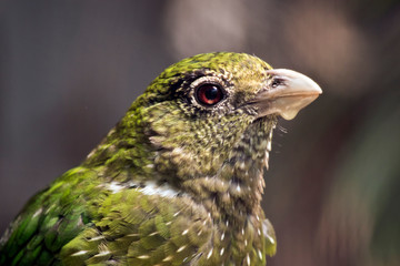 this is a close up of a cat bird