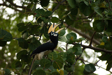 oriental pied Hornbill tossing a nut