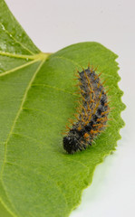 closeup of large spiky hairy Caterpillar on a green leaf isolated on white background