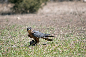 the Australian hobby falcon is eating