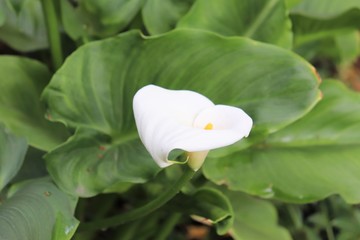 Fleur blanche d'Arum au printemps - Famille des Araceae - Ville de Corbas - Département du Rhône - France
