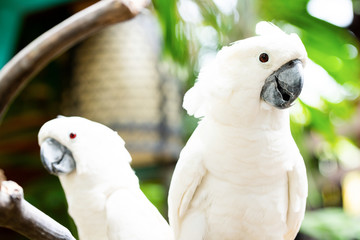 Soft focus on a natural green and brown background and a close-up of a pair of Moluccan cockatoo