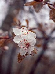 Trees are blossoming