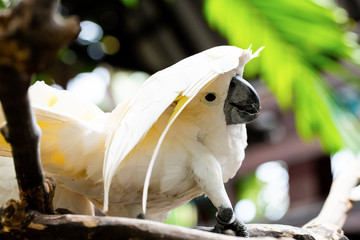 Soft focus on a natural green and brown background with a close-up of the Moluccan cockatoo