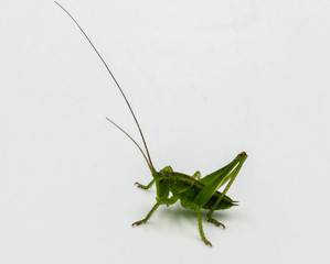 closeup of green grasshopper cricket isolated on a white background