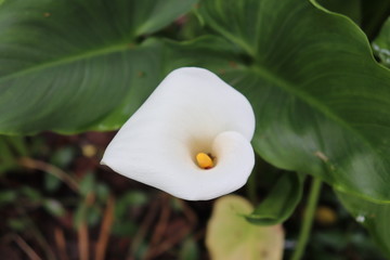 Fototapeta na wymiar Fleur blanche d'Arum au printemps - Famille des Araceae - Ville de Corbas - Département du Rhône - France
