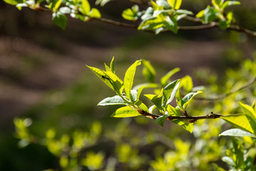 Wiosna w przyrodzie. Wiosenne Podlasie, Polska