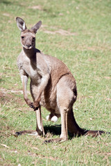 this is a male western grey kangaroo
