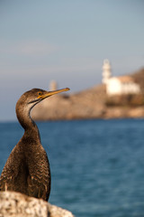 Seabird sitting on a stone by the sea