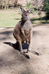 this is a western gray kangaroo
