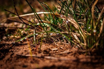 green grass in the forest
