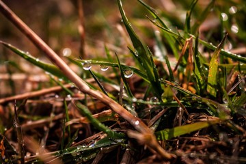 morning dew on the grass