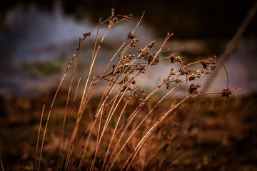 dry grass in the morning